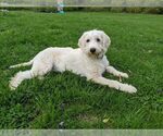 Small Labradoodle-Pyredoodle Mix