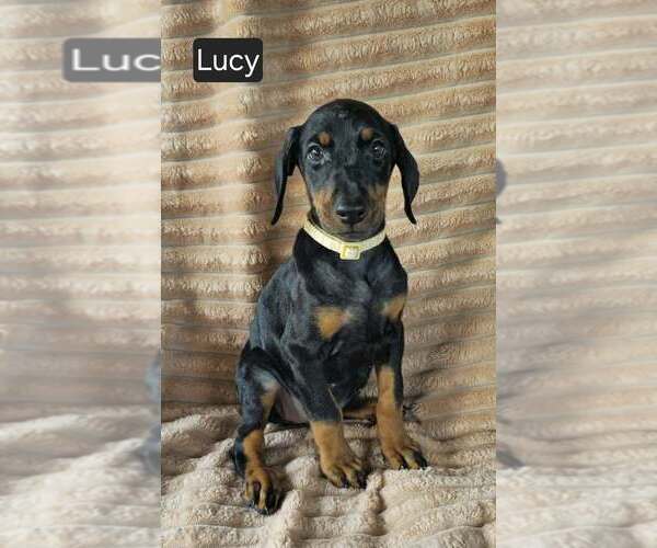 Medium Photo #3 Doberman Pinscher Puppy For Sale in POMEROY, OH, USA