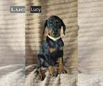 Small #2 Doberman Pinscher