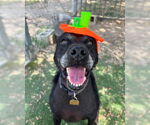 Small #5 Labrador Retriever Mix