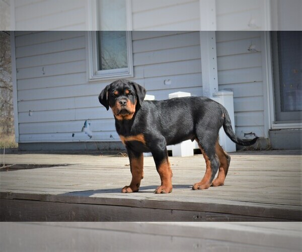 Medium Photo #10 Rottweiler Puppy For Sale in OGALLALA, NE, USA