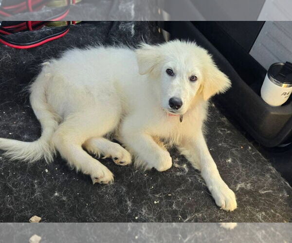 Medium Photo #3 Great Pyrenees Puppy For Sale in Spring, TX, USA