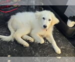 Small #2 Great Pyrenees