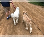 Small Photo #5 Goldendoodle Puppy For Sale in MANSFIELD, TX, USA