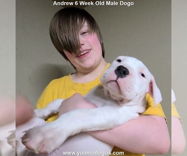 Medium Photo #93 Dogo Argentino Puppy For Sale in JANE, MO, USA