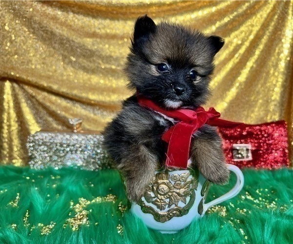 Medium Photo #4 Pomeranian Puppy For Sale in HAYWARD, CA, USA