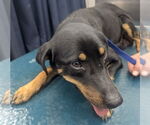 Small Black and Tan Coonhound