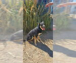 Small #6 German Shepherd Dog Mix