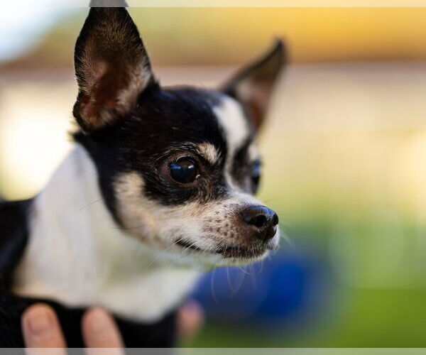 Medium Photo #1 Chihuahua Puppy For Sale in oakland, FL, USA