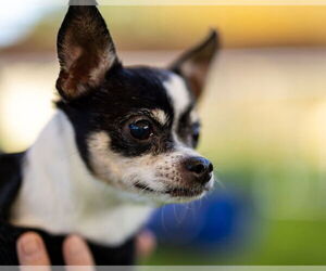 Chihuahua Dogs for adoption in oakland, FL, USA