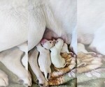 Small #7 Labrador Retriever
