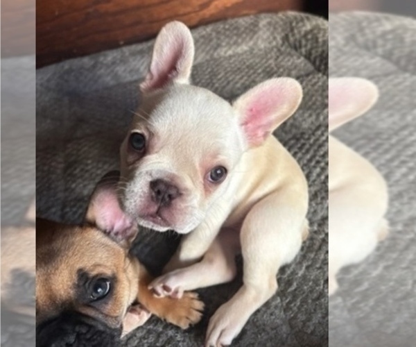 Medium Photo #2 French Bulldog Puppy For Sale in LONG BEACH, CA, USA