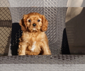Cavalier King Charles Spaniel Puppy for sale in MURRIETA, CA, USA