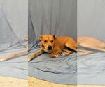 Small #2 Labrador Retriever Mix