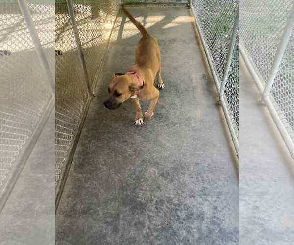 Medium Photo #1 Black Mouth Cur-Unknown Mix Puppy For Sale in Sheboygan, WI, USA