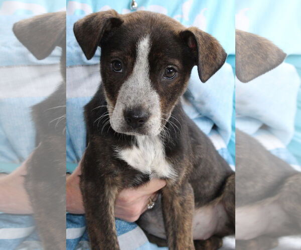 Medium Photo #2 Mountain Cur-Unknown Mix Puppy For Sale in Prattville, AL, USA