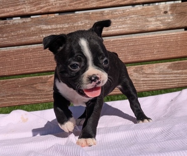 Medium Photo #3 Boston Terrier Puppy For Sale in GOSHEN, IN, USA