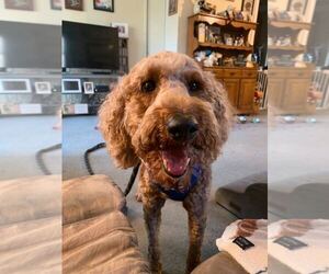 Golden Retriever Dogs for adoption in Silver Spring, MD, USA