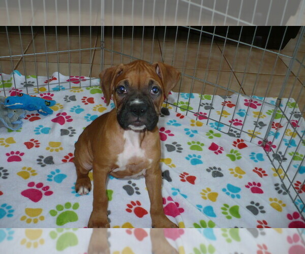 Medium Photo #5 Boxer Puppy For Sale in ORO VALLEY, AZ, USA