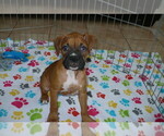 Small Photo #5 Boxer Puppy For Sale in ORO VALLEY, AZ, USA