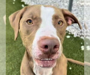 Labrador Retriever-Unknown Mix Dogs for adoption in Newton, NC, USA