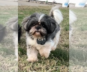 Father of the Shih Tzu puppies born on 07/11/2026