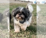 Small Photo #1 Shih Tzu Puppy For Sale in DENTON, MD, USA