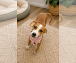 Small Labrador Retriever Mix