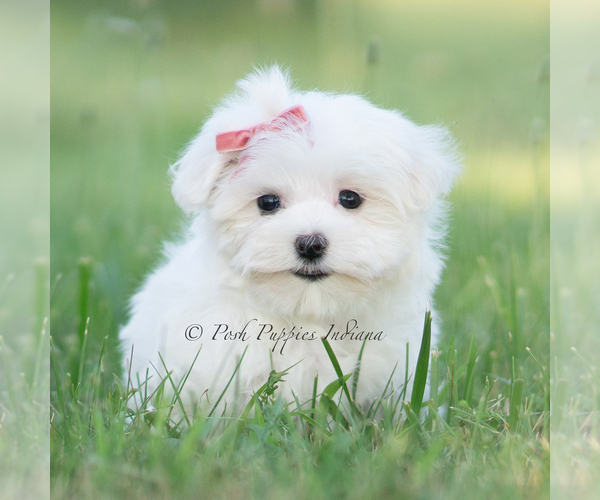 Medium Photo #4 Maltese Puppy For Sale in WARSAW, IN, USA