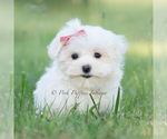 Small Photo #4 Maltese Puppy For Sale in WARSAW, IN, USA