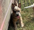 Puppy Puppy 4 Red Australian Cattle Dog