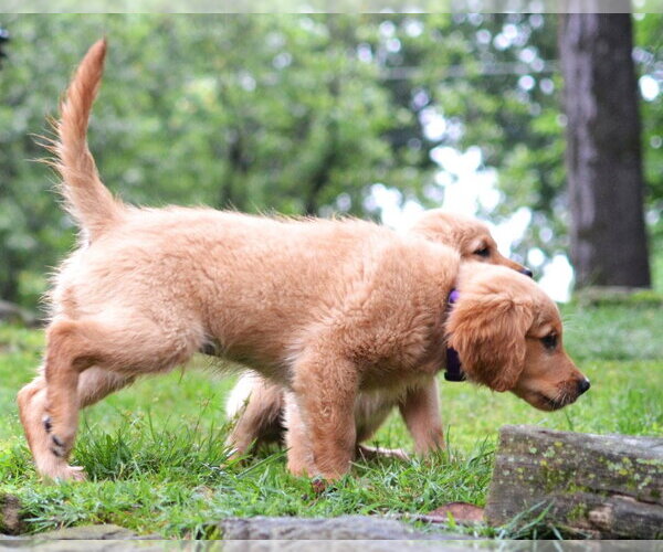 Medium Photo #2 Golden Retriever Puppy For Sale in Enfield, CT, USA