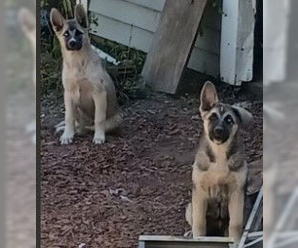 Medium Photo #1 Gerberian Shepsky Puppy For Sale in Woodland, CA, USA