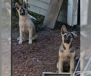Gerberian Shepsky Dogs for adoption in Woodland, CA, USA