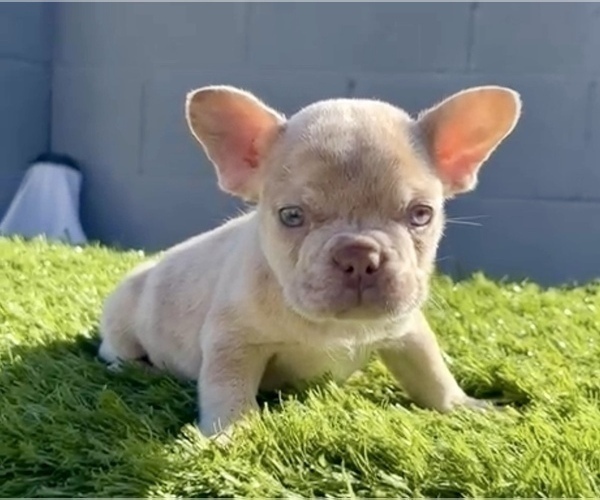 Medium Photo #9 French Bulldog Puppy For Sale in SAN MATEO, CA, USA