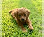 Small Photo #7 Double Doodle Puppy For Sale in LAGRANGE, GA, USA