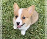 Puppy Blossom Pembroke Welsh Corgi