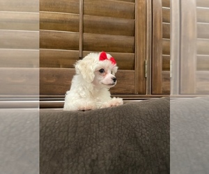 Maltipoo Puppy for sale in RANCHO CUCAMONGA, CA, USA