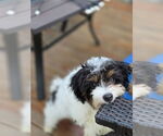 Small #3 Japanese Chin Mix