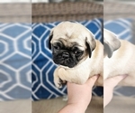 Small #4 Pug