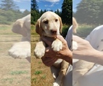 Small #9 Labrador Retriever