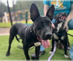 Small #1 American Staffordshire Terrier Mix