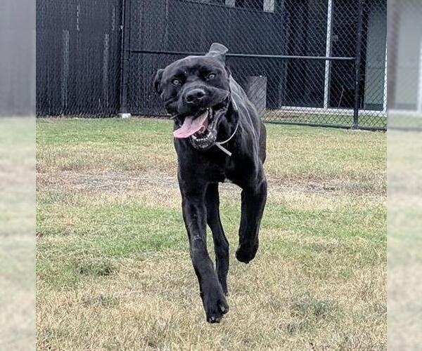 Medium Photo #2 Mutt Puppy For Sale in Houston, TX, USA