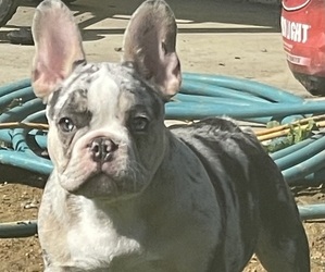 French Bulldog Puppy for Sale in DIXON, California USA