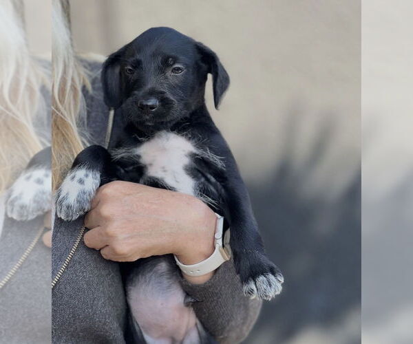 Medium Photo #3 Labrador Retriever-Unknown Mix Puppy For Sale in Dana Point, CA, USA