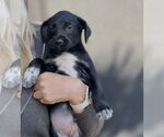 Small #2 Labrador Retriever Mix