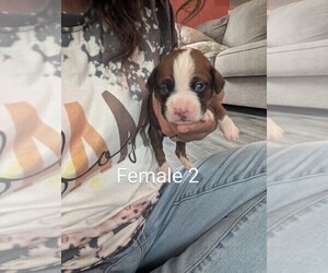 Boxer Puppy for sale in MOREHEAD, KY, USA