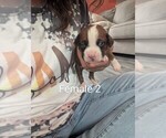 Small Boxer