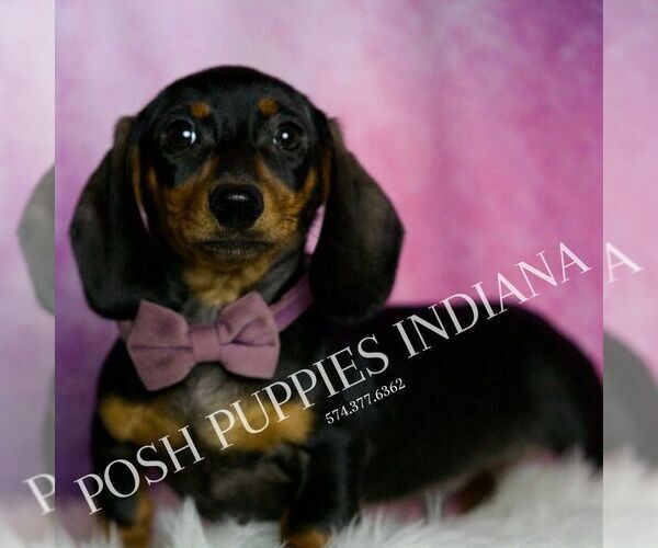 Medium Photo #5 Dachshund Puppy For Sale in WARSAW, IN, USA