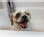 Small Shih Tzu